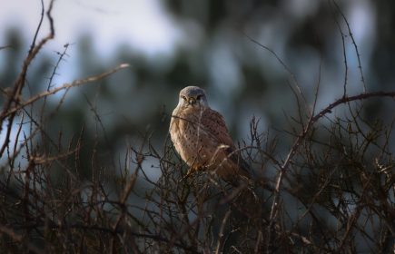Balade entre plumes et marais