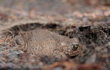 Rendez-vous nature : Thème Carnet Rose